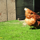 Illustration for article titled Backyard chickens don't need $30 diapers